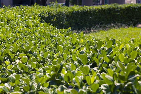 Lush green manicured hedges in bright sunlight