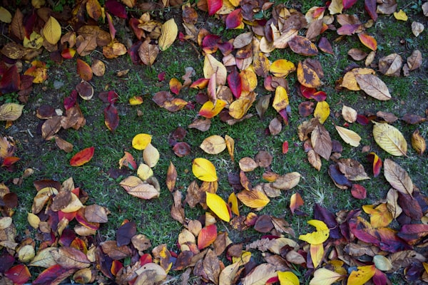 Colorful autumn leaves scattered on green grass